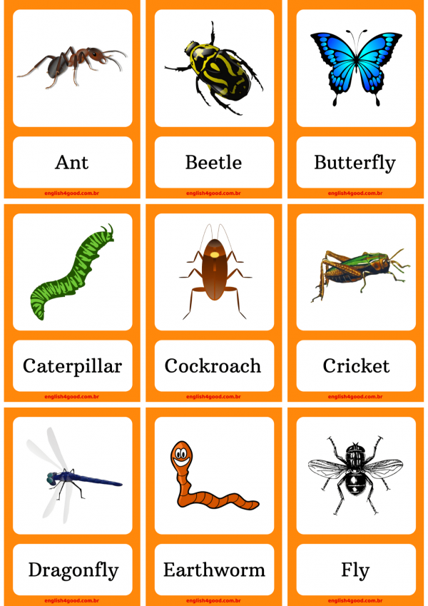 Insects Flashcards - English4Good - Vocabulary practice