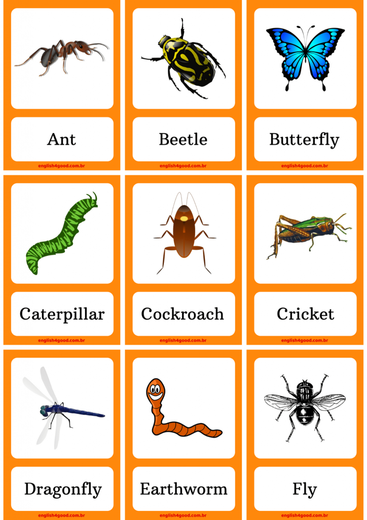 Insects Flashcards - English4Good - Vocabulary practice