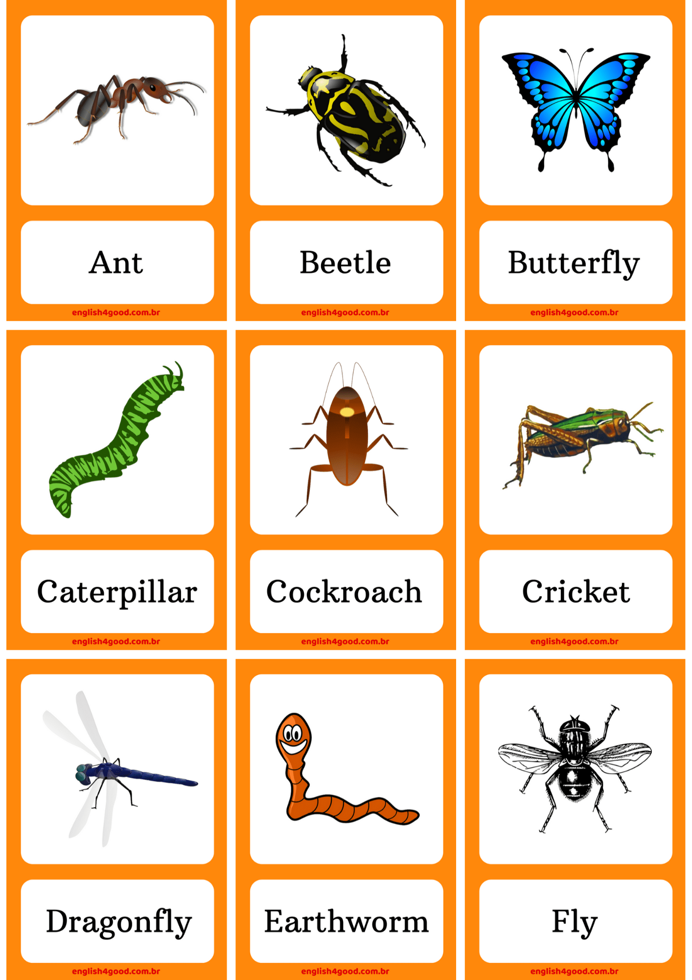 insects-flashcards-english4good-vocabulary-practice