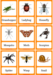 Insects Flashcards - English4Good - Vocabulary practice