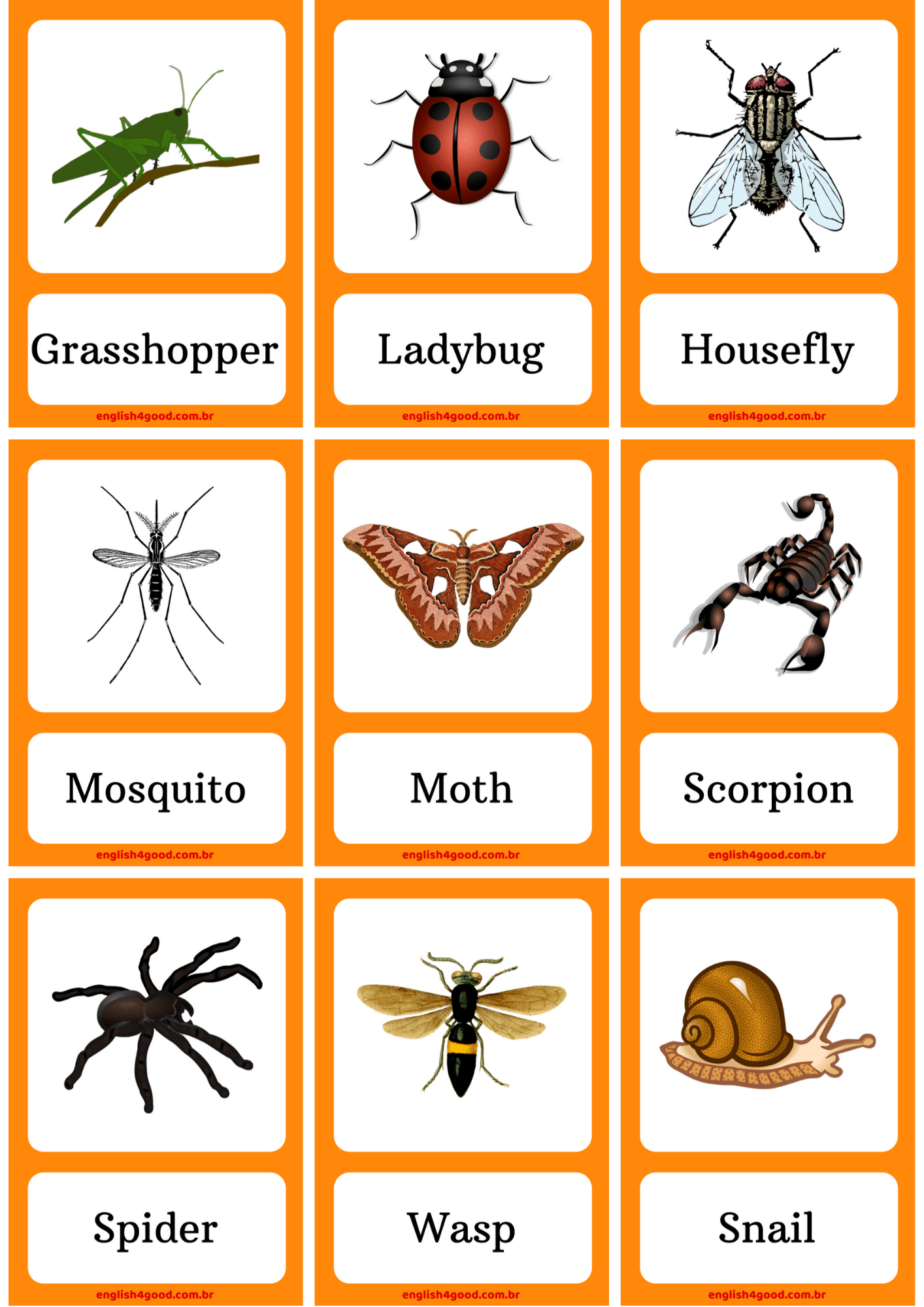 insects-flashcards-english4good-vocabulary-practice