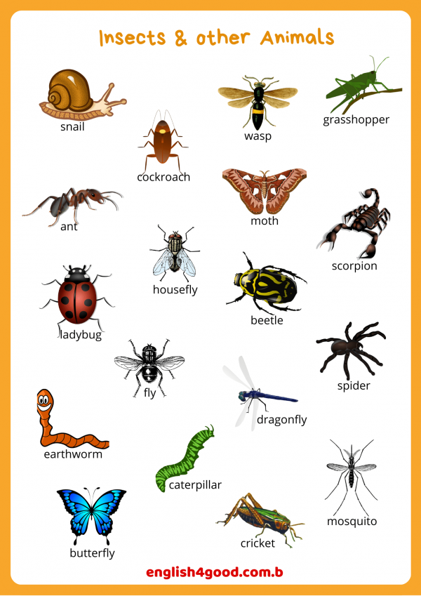 Insects Flashcards English4good Vocabulary Practice