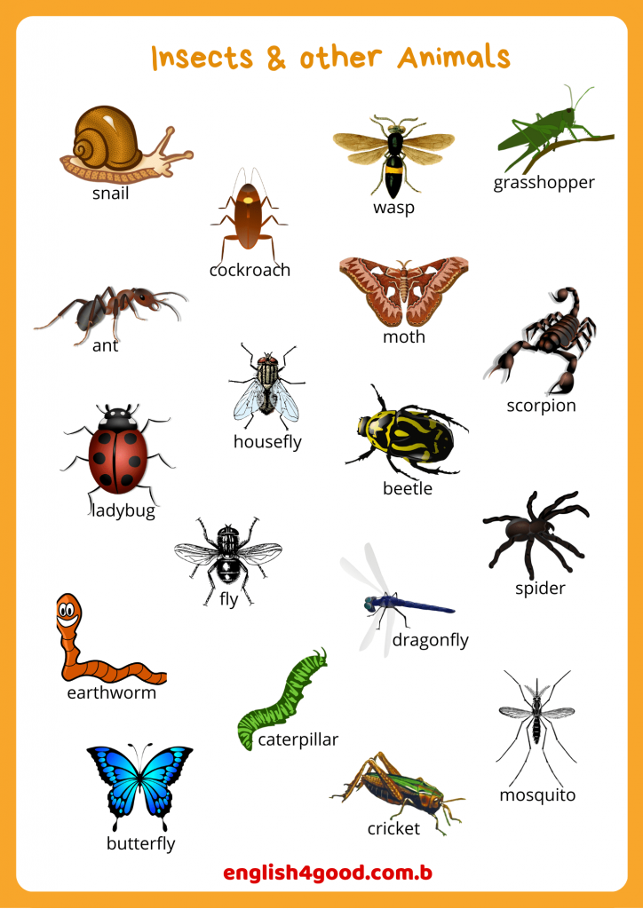 Insects Flashcards - English4Good - Vocabulary practice