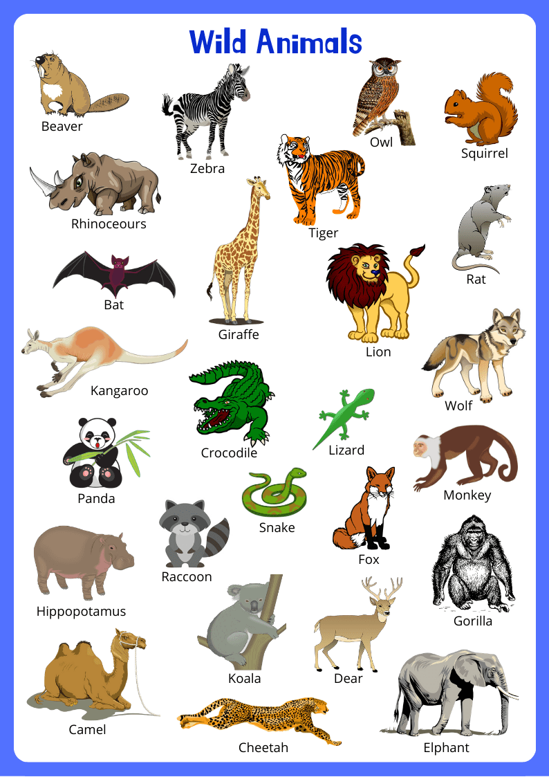 wild-animals-flashcards-english4good-vocabulary-time