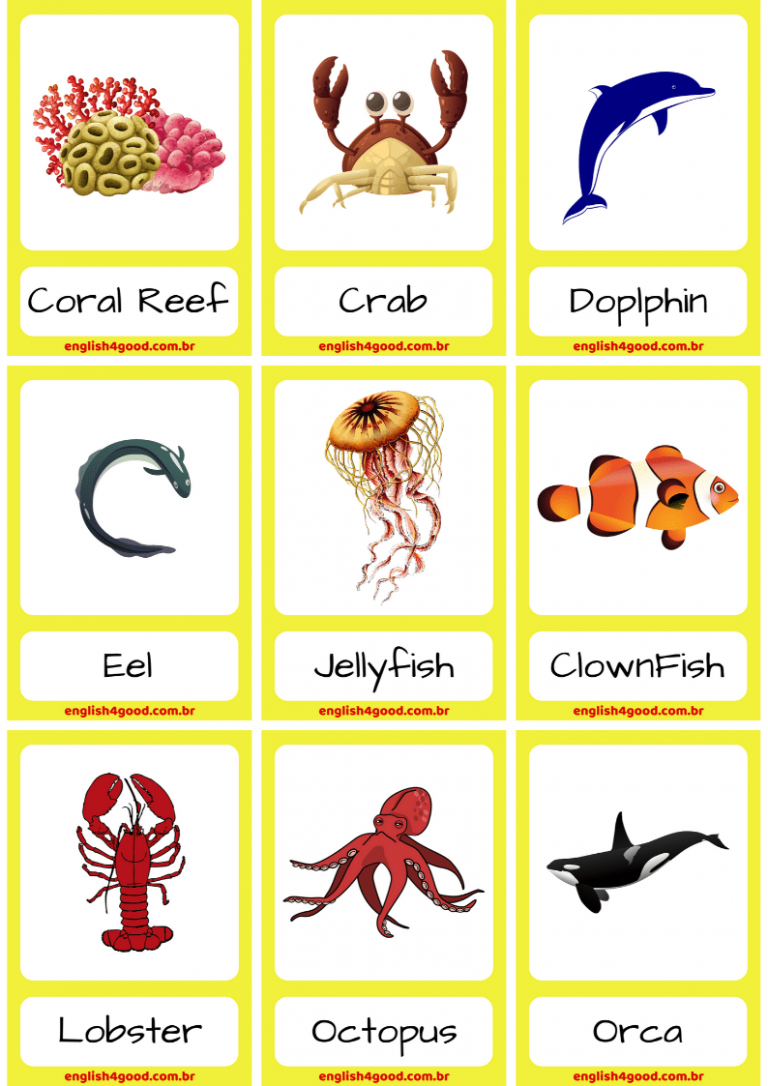 Sea Animals Flashcards - English4Good - Vocabulary practice