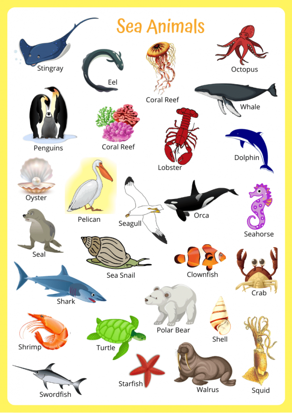 Sea Animals Flashcards - English4good - Vocabulary Practice